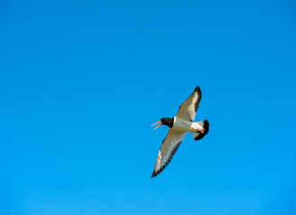 Fototapeta na wymiar oystercatcher in flight .Norway