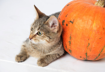 A cat with a big pumpkin on a white background
