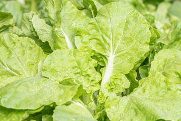 Macro image of fresh Chinese cabbage.