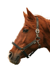 Side view head shot of a beautiful chestnut colored stallion