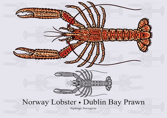 Norway Lobster, Dublin Bay Prawn. Vector illustration for artwork in small sizes. Suitable for graphic and packaging design, educational examples, web, etc.