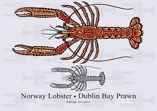 Norway Lobster, Dublin Bay Prawn. Vector illustration for artwork in small sizes. Suitable for graphic and packaging design, educational examples, web, etc.