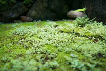 The mini plant