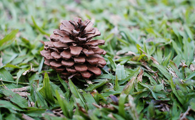pine cones on the Green grass texture and background
