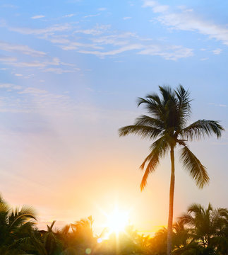 Peaceful tropical background; Sunset in the tropic