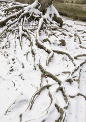 583-71 Matthiessen Roots