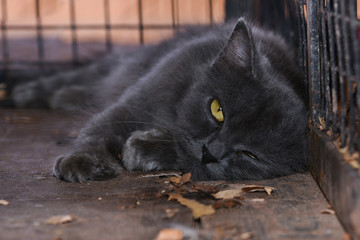 Black cat lying down in a cage looking at sharp eyes. Homeless cat animals . Tabby sad cat lying Offended looking out from behind the bars of his cage.  - obrazy, fototapety, plakaty