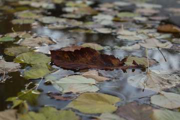 Fallen leaves on the water