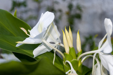 Fototapeta na wymiar White ginger lily, Hedychium coronarium, flower of the Zingiberaceae family originating in Asia and famous for its perfume in Guatemala.