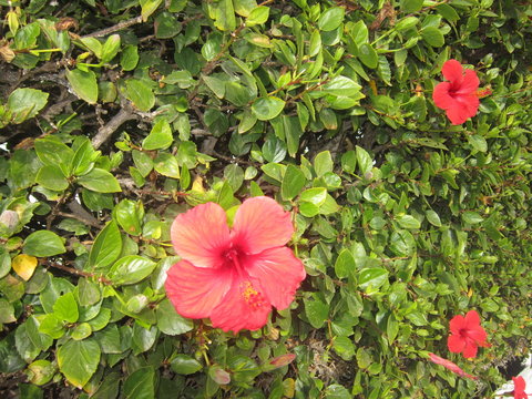 Flor de la cayena