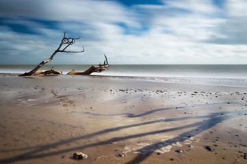 Tree Sinking in the Sand at Covehithe, Suffolk