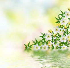 Fototapeta na wymiar First spring snowdrop flower.