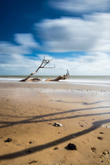 Fototapeta na wymiar Tree Sinking in the Beach at Covehithe