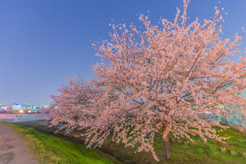 Obraz na płótnie Canvas Cherry Blossoms at night