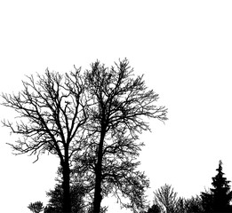 Fototapeta na wymiar Realistic trees silhouette (Vector illustration).eps10