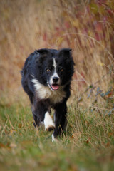 Border Collie im Herbst