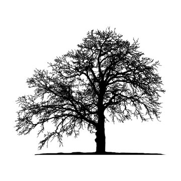 Realistic tree silhouette (Vector illustration).eps10