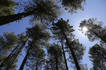 Obraz premium Kiefern auf Korsika im gegenlicht