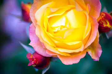 Fototapeta na wymiar Macro shot of beautiful colourful rose.