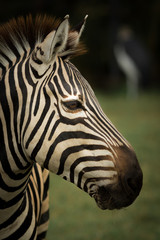 Zebra's head