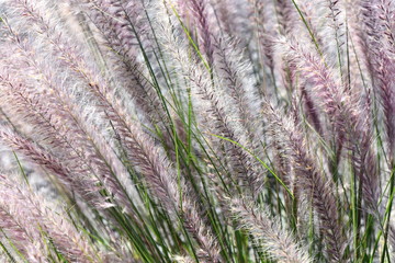 Invasive plant Crimson fountaingrass Pennisetum setaceum 