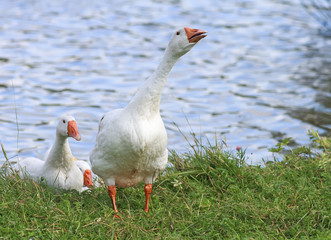 white geese walking on the shore of the pond in the village in the summer