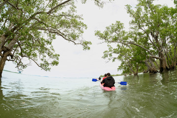 tourist are paddle to see  mangrove apple over 100 years, Satun
