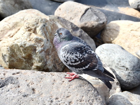 Domestic pigeon (Columba livia domestica) sitting on a stone