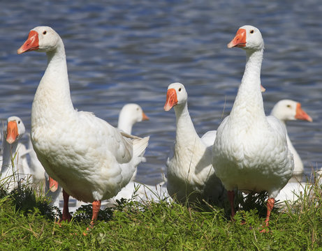 white geese walking on the shore of the pond in the village in the summer