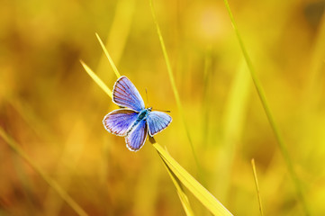 beautiful blue butterfly sitting on a bright Sunny meadow