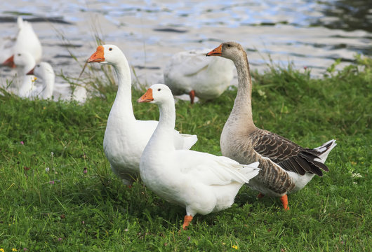 three geese walking on green banks of the pond in the summer in the village