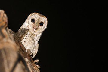 common barn owl India in black background. photo taken at night