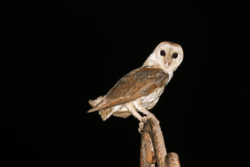 A beautiful barn owl perched on a rustic iron.  photo of bird taken at night