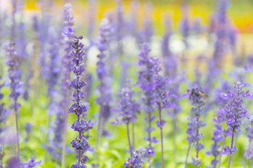 Close up of Lavender flower