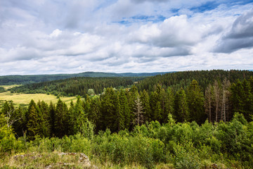 the forest from a bird's flight . coniferous trees, green thickets of the forest.