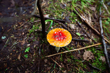 A poisonous mushroom in the forest