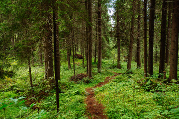 Fototapeta premium Path in spruce forest of Karelia