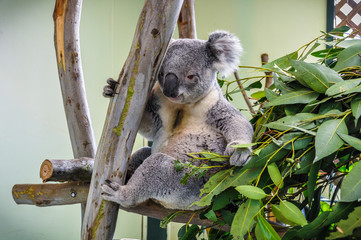 Naklejka premium Watching koala in Featherdale Wildlife Park, Australia