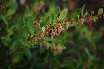 Ink Berry blooms