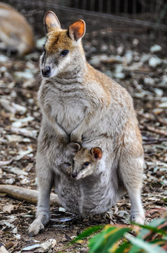Kangaroo mum with baby in Featherdale Wildlife Park, Australia