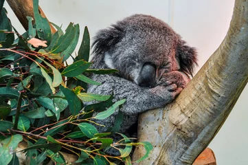 Abwaschbare Fototapete Koala Sleeping koala in Featherdale Wildlife Park, Australia
