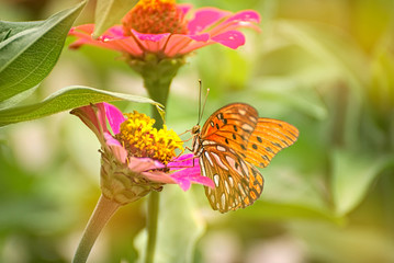 Orange butterfly on a pink flower