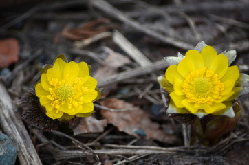 Permanent happiness.