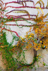 Multicolored creeper plant on a wall
