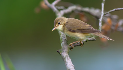 Marsh warbler posing on a dry branch