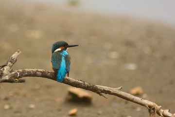 Martin pescatore (Alcedo atthis) posato su ramo