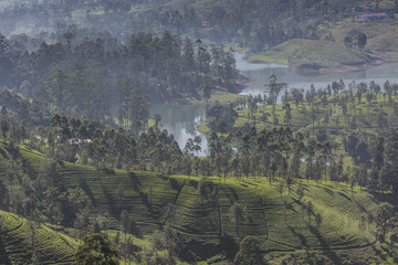 Tea plantation in sunset time. Nature background