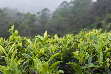Tea plantation in sunset time. Nature background