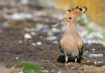 Hoopoe with maggot in the beak