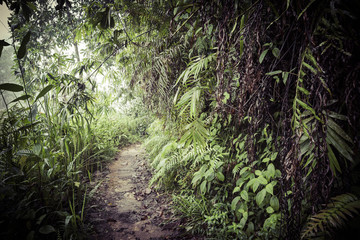 Path in the jungle. Sinharaja rainforest in Sri Lanka.
